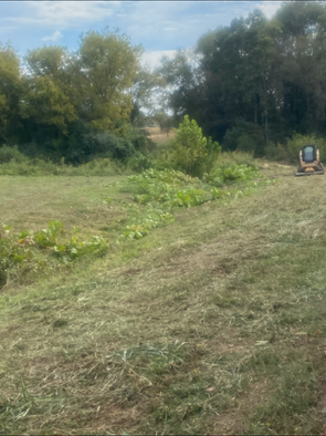 large field with bushes bushwhacking
