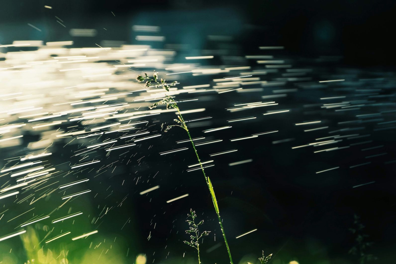 close up of sprinkler running hitting stalk of a plant
